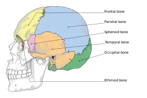 Cranial bones.