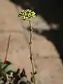 C. atropurpurea var. atropurpurea inflorescence, showing the many pairs of sterile bracts