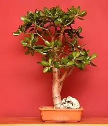 Indoor bonsai jade plant