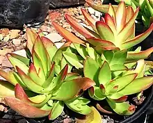 Crassula capitella, the campfire plant