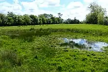 Crassula helmsii spreading in waterway