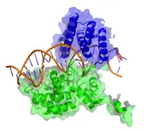 Cartoon model of Cre recombinase bound to its substrate (DNA).  A side view