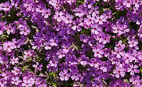 Patch of Creeping phlox