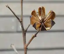 Dried out loculicidal capsule. These are produced by the plant after it has blossomed for the season.