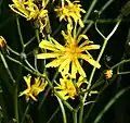 Marsh hawksbeard