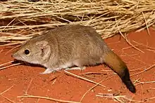 Brown antechinus