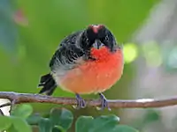 Crimson-breasted finch