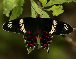 Dorsal view