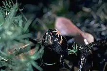 Two male quacking frogs wrestling, with arms around each other.