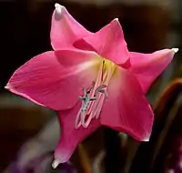 Crinum 'Ellen Bosanquet'