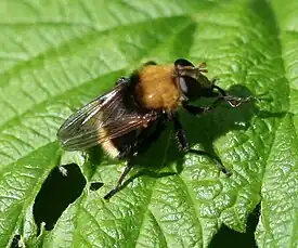 Criorhina berberina