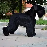 Black Schnauzer