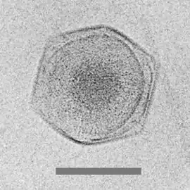 Cryo-electron micrograph of the CroV giant marine virus(scale bar represents 200 nm)