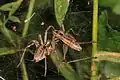 Agelena labyrinthica