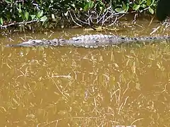 American Crocodile