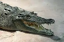 estuarine crocodile –Crocodylus porosus