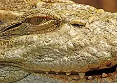 A crocodile with thin vertical slit pupils