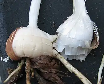 Crocosmia corm with tunic stripped partly off to show its constitution of the basal parts of leaves arising from nodes on the corm. Such leaves, especially early leaves that never performed much photosynthesis, amount to true cataphylls.