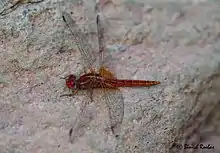 Crocothemis sanguinolenta from Wadi Wurrayah, United Arab Emirates