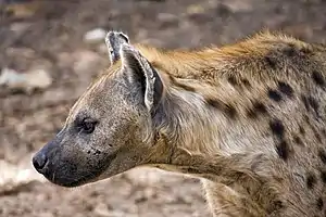 Image 2A Spotted Hyena (Crocuta crocuta) in the Abuko Nature Reserve in The Gambia