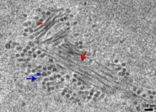 A micrograph showing a cluster of long tubular structures surrounded by assembled round virions, where both types of structure are sometimes full of dense material and sometimes empty.