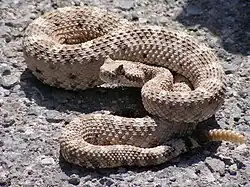 Horned rattlesnake (Crotalus cerastes)