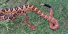 Totonacan rattlesnake (Crotalus totonacus) southern Tamaulipas (10 July 2005).