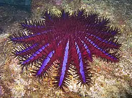 Acanthaster planci stricto sensu (Thailand).