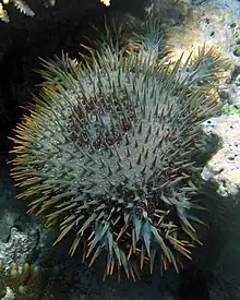 Acanthaster planci "solaris" from Fidji.