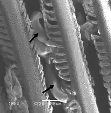 Image 18Monogenean parasites of the genus Pseudorhabdosynochus (arrows) on the gill filament of a grouper. (from Coral reef fish)