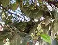 Cryptocarya foetida - flowers & leaves