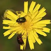 Cryptocephalus sericeus of varying colors