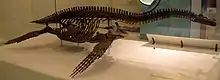 mounted skeleton of the long-necked plesiosaur Cryptoclidus