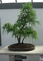 Grown as a bonsai