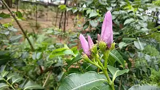 Cryptostegia buds