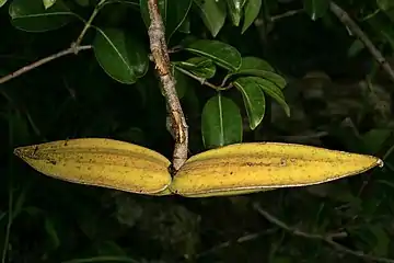 Mature fruit