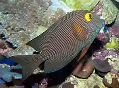 A Yellow-eyed surgeon, a brown and white fish with a bright yellow eye