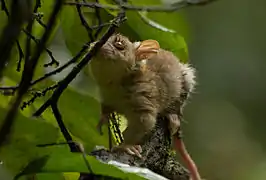 Brown and gray opossum