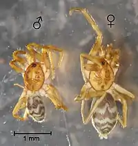 Cubanops terueli Sánchez-Ruiz et al., male and female