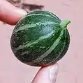 Immature buffalo gourd, close up photo, Albuquerque, New Mexico