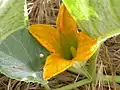 Staminate (male) flower, Pomona, California