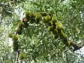 Fruiting branch in canopy