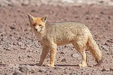 Lycalopex culpaeus, a culpeo or Andean fox