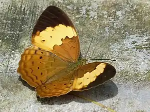 Dorsal view