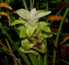 The Curcuma longa plant is used to make turmeric, a common and less expensive substitute for saffron as a dye and colour.