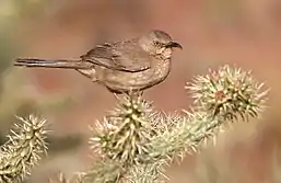 Bird in a cactus