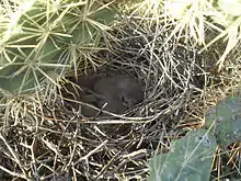 Nest with chicks in a cactus