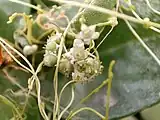 Cuscuta in Flower, Iran