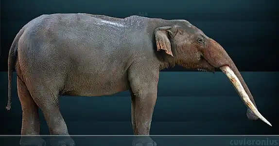 Cuvieronius restoration