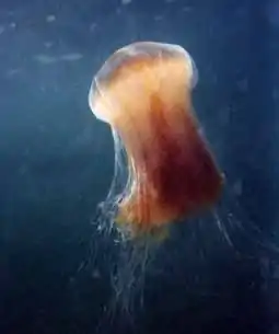 Lion's mane jellyfish, expanded